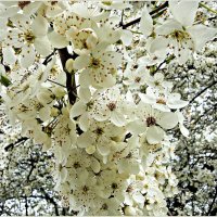 Алыча. :: Валерия Комова