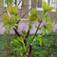 Весеннее :: Елена Семигина