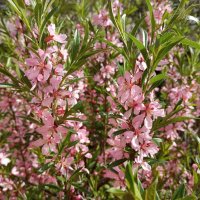 Весеннее :: Елена Семигина