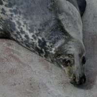 Серия "Глаза зверей" . Ты кто? :: Виктор Савельев