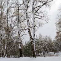 Берёзы в апреле :: Александр Синдерёв