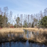 Заросшая протока. :: Геннадий Порохов