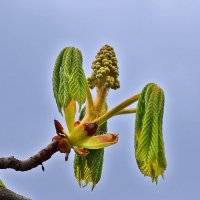 И снова зацветут каштаны! :: Валентина  Нефёдова 