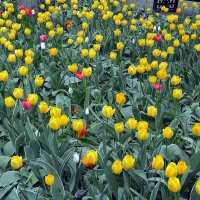 Ростов принарядился :: Юрий Словецкий