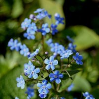 Незабудка :: Владимир Помазан