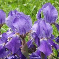 Ирисы :: Freddy 97