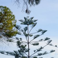 Араукария разнолистная :: Олег 