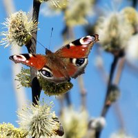 Весна :: Зоя Мишина