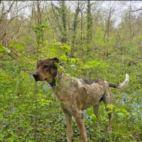 БАДИ :: Tata Wolf