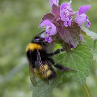 Шмель. :: Александр. AVG100 ---