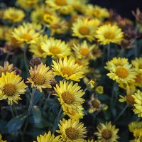 Хризантемы. :: Лилия *