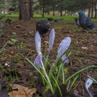 Прогулки в Весеннем Парке :: юрий поляков