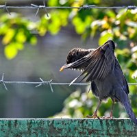 Вот так вот... :: Николай Саржанов