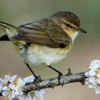 "Только прилетели..." :: Валерий Кокорев
