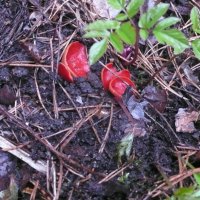 Эльфова чаша. :: Михаил Елочкин