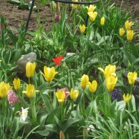 Тюльпаны - вестники весны :: Дмитрий Никитин