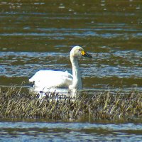 малый или тундровой лебедь :: gawrilа - dan