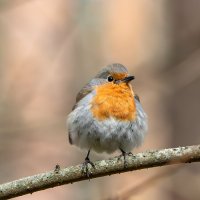 Зарянка :: Viktor Makarov