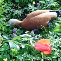 В поисках вкусненького :: Лидия Бусурина