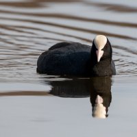 Лысуха :: Владимир Лазарев