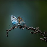 ЛЕТО ... :: Владимир Железнов