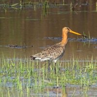 Большой веретенник :: Valentina K