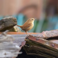 ** :: Виталий Емельянов