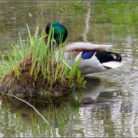 спрятался :: Сеня Белгородский