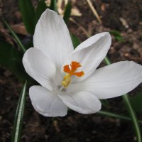 Белый красавчик :: Людмила Смородинская