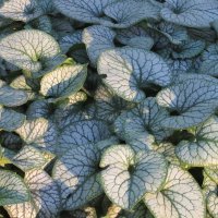 мозаика :: Елена Шаламова