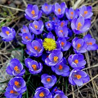 Апрельские контрасты в саду... :: Владимир Хиль