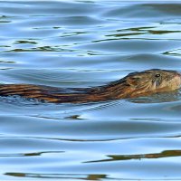 Ондатра :: Валентин Котляров