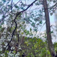 Весна! :: Юрий Гайворонскiий