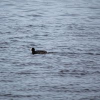 Лысуха. :: Геннадий Порохов