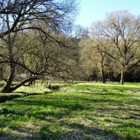Весенний парк. :: Милешкин Владимир Алексеевич 