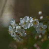 Сады цветут. :: Sergey (Apg)