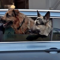 Ух, какая с...чка! :: Alexandеr P