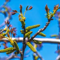 Грецкий орех :: Игорь Сикорский