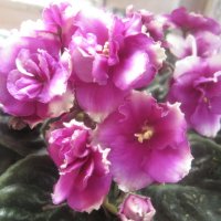 Фиалка :: Елена Семигина