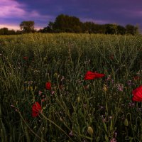 Краски весеннего вечера :: Valziwa 