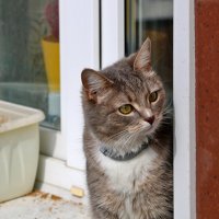 Моя любопытная соседка :: Светлана 