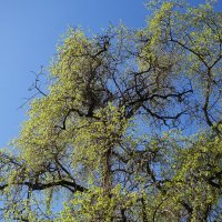 Апрельские этюды :: Рита Симонова