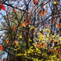 Апрельские этюды :: Рита Симонова