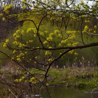 В заброшенном парке. :: Константин Белоногов