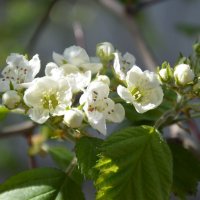 Боярышник сибирский :: Надежда Куркина 