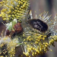 ** :: Зоя Мишина