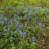 Прогулка в лесу :: Tata Wolf