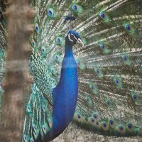 Павлин :: Александр Леонов