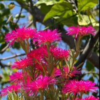 Лампранта великолепная в тени лимона. :: Александр Деревяшкин