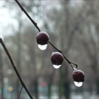 Слёзки! :: Надежда 